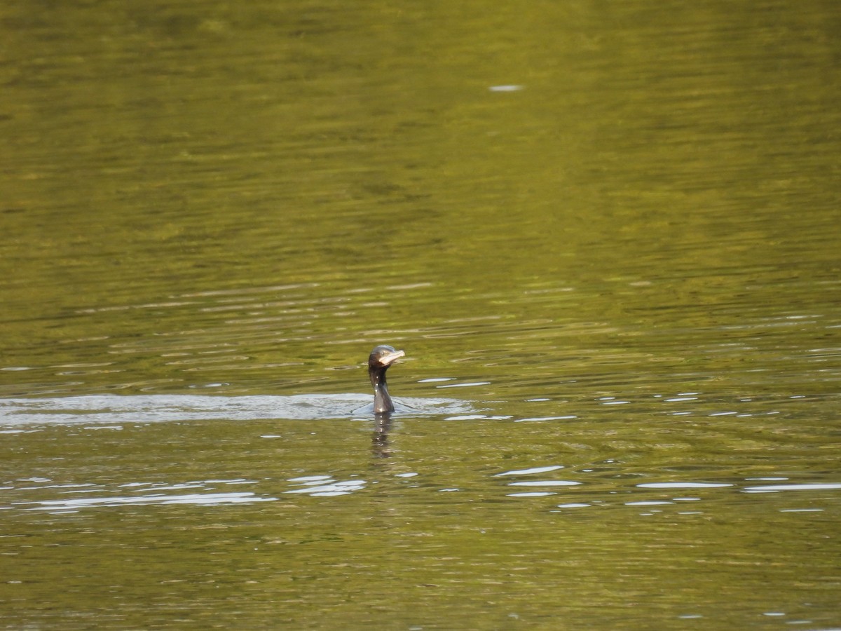 Little Black Cormorant - ML620598175