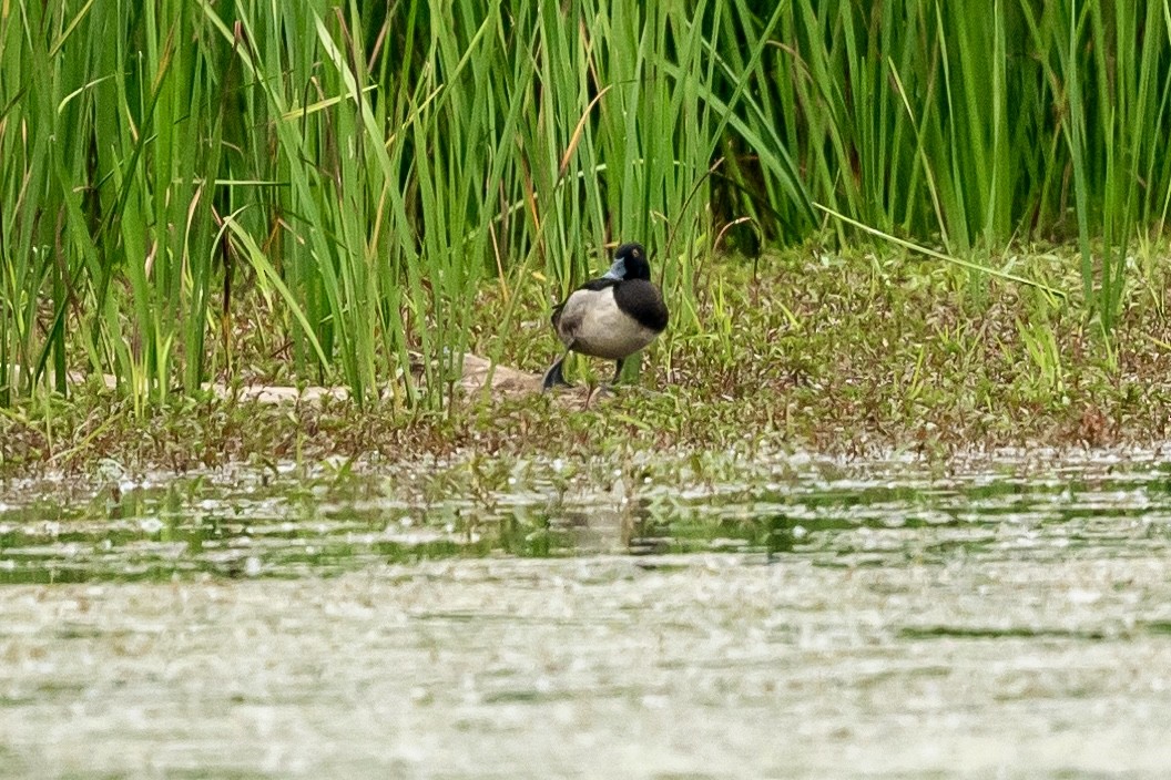 Ring-necked Duck - ML620598177