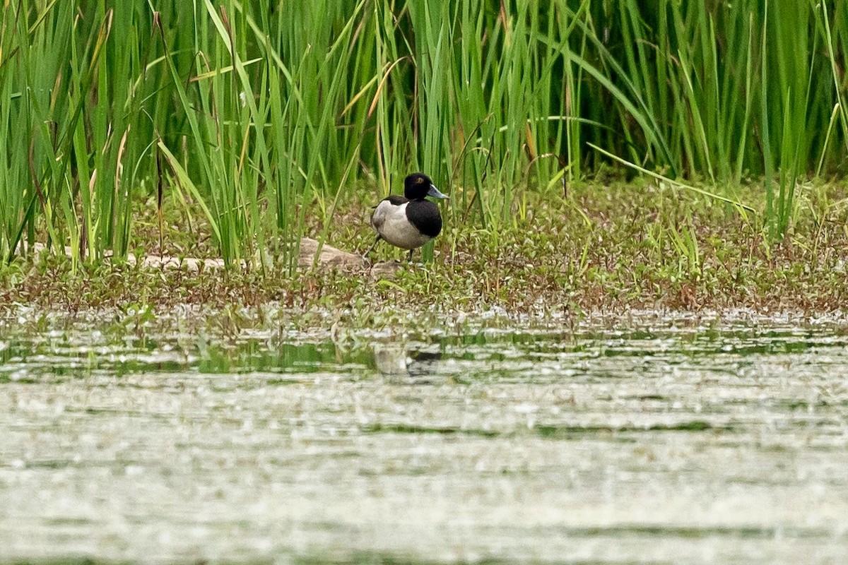 Ring-necked Duck - ML620598178