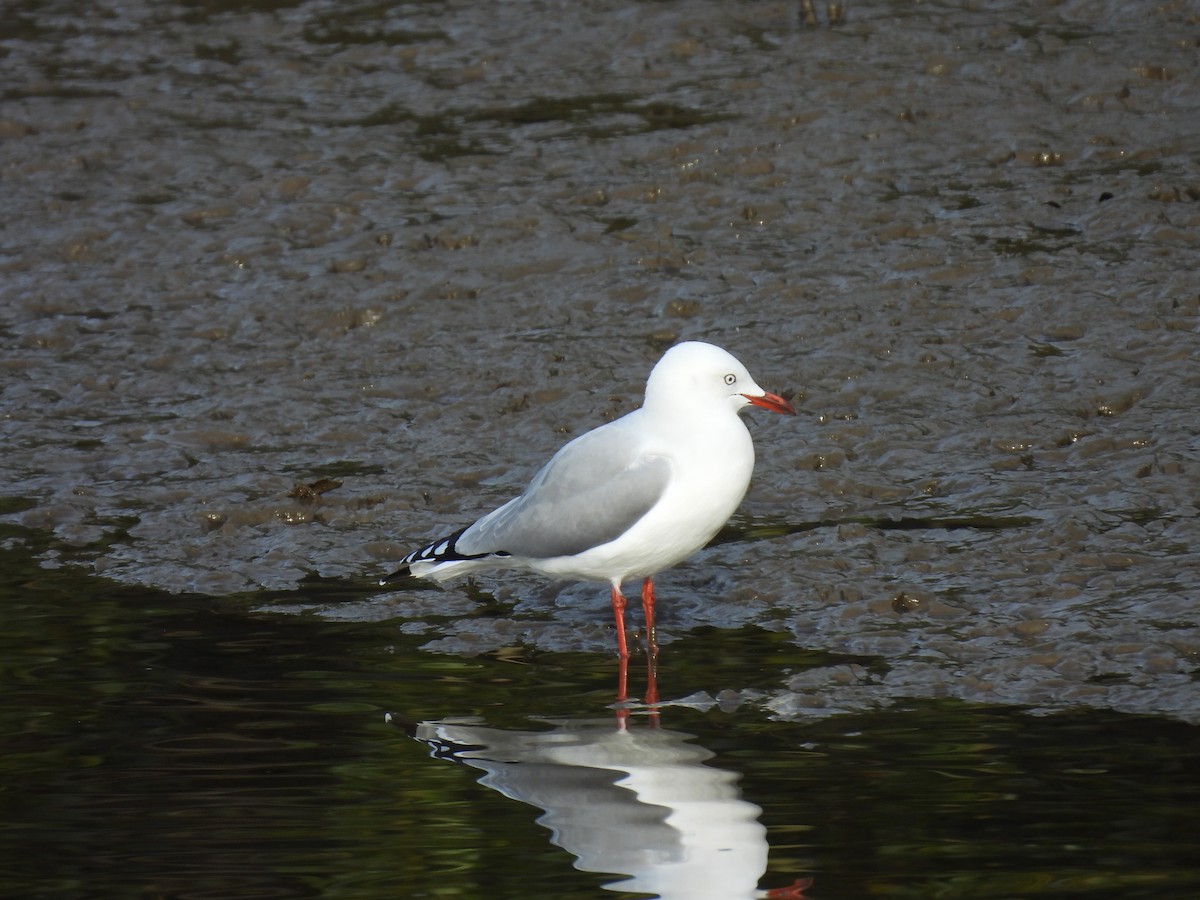 Gaviota Plateada - ML620598181