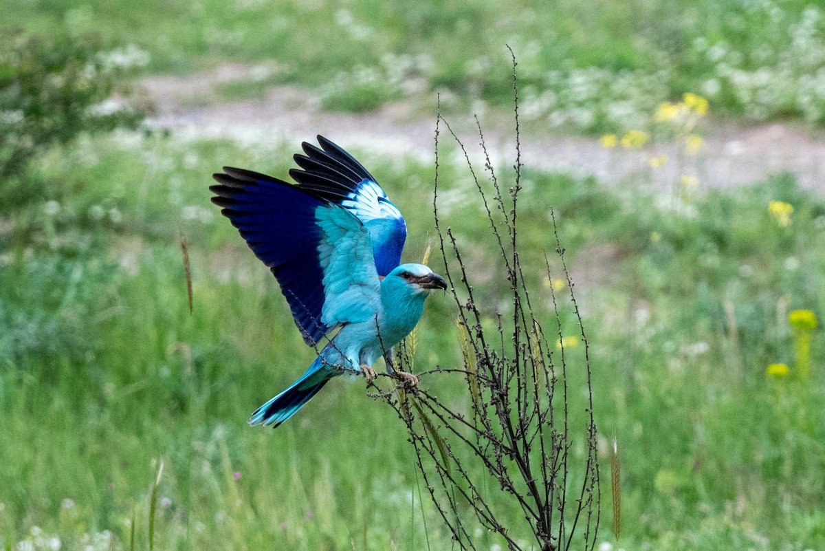 European Roller - ML620598188