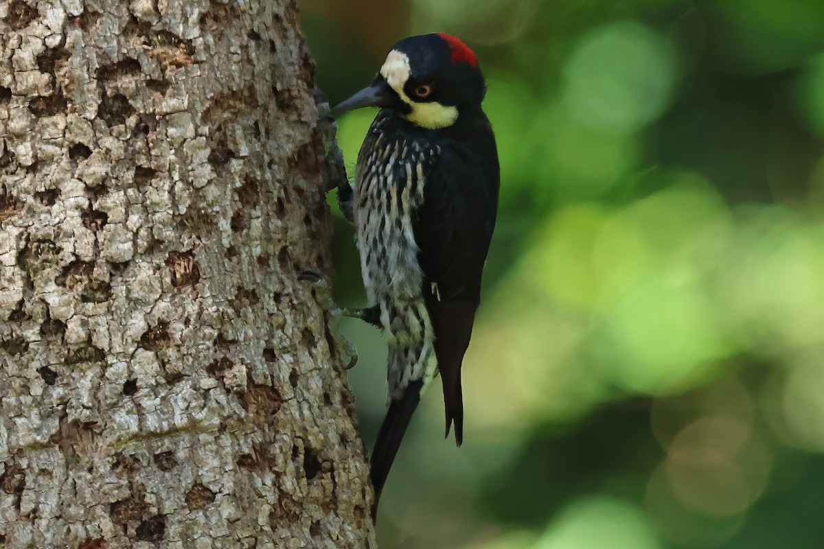 Acorn Woodpecker - ML620598193