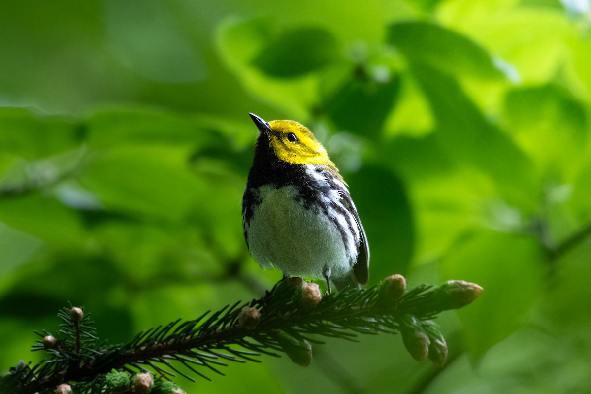 Black-throated Green Warbler - ML620598195