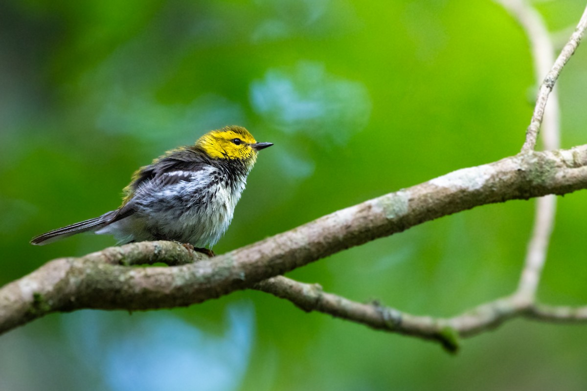 Black-throated Green Warbler - ML620598196