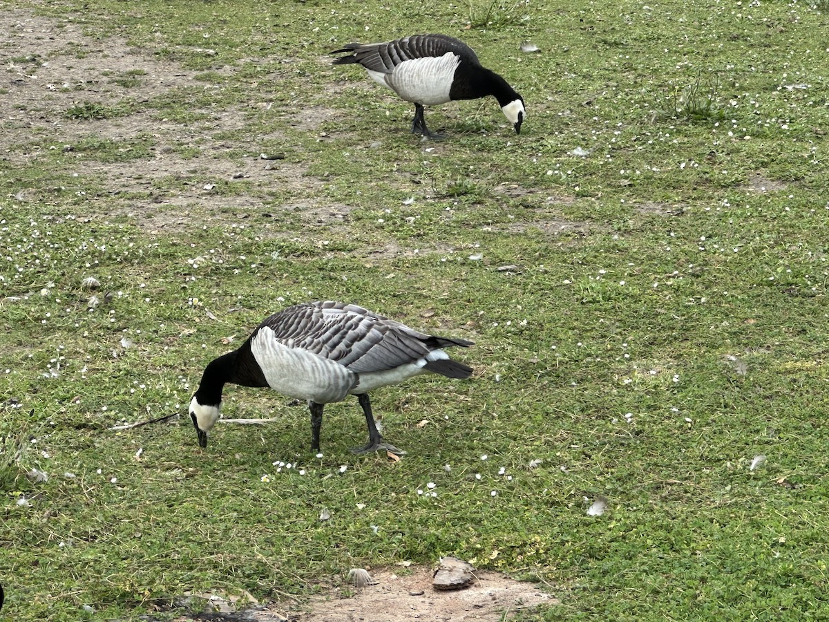 Barnacle Goose - ML620598198