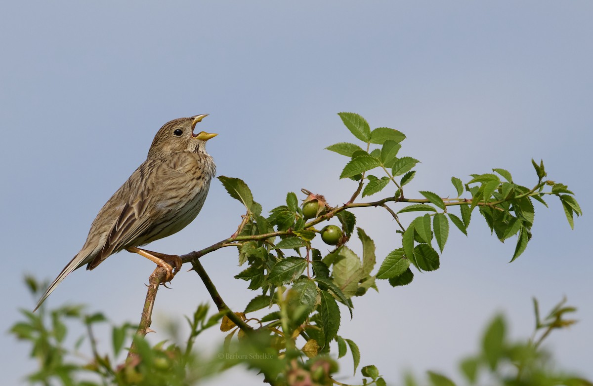 Corn Bunting - ML620598200