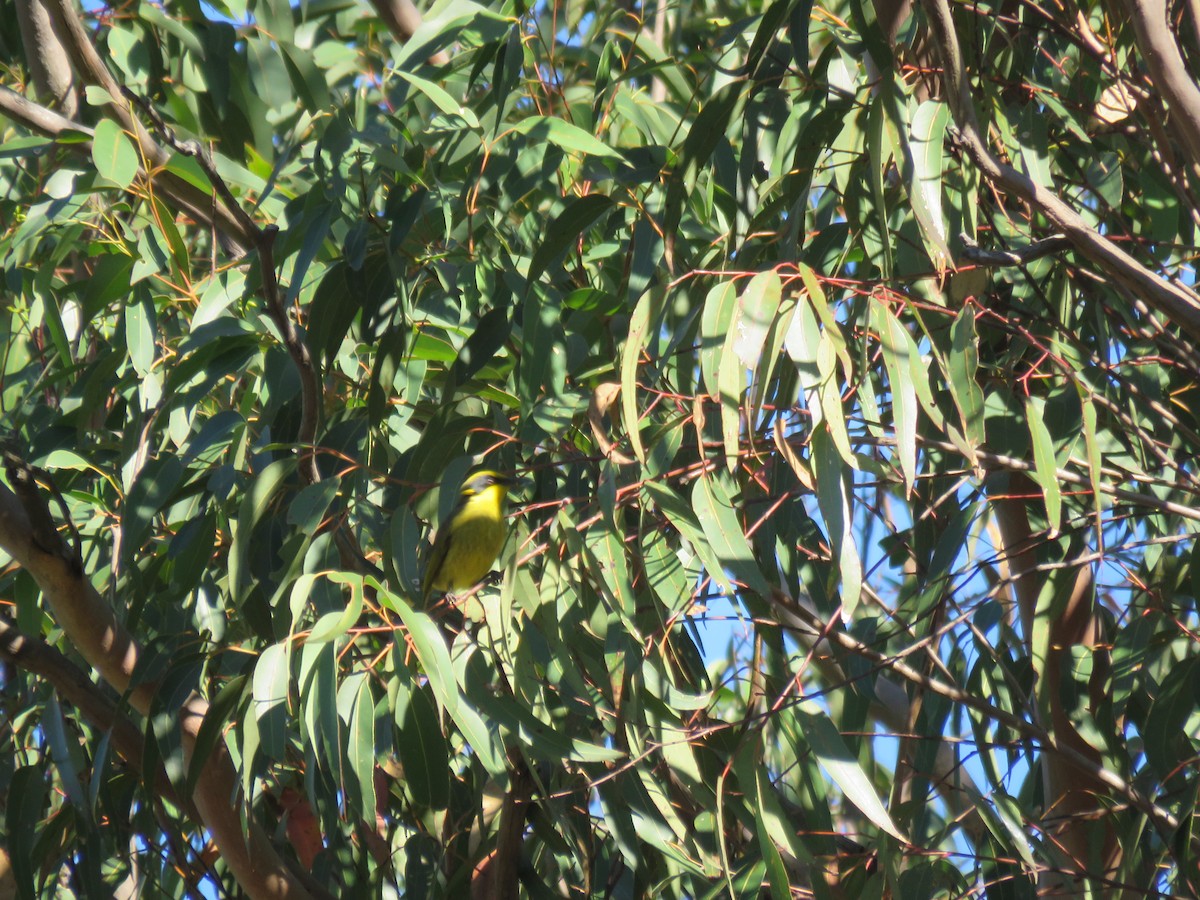 Yellow-tufted Honeyeater - ML620598205