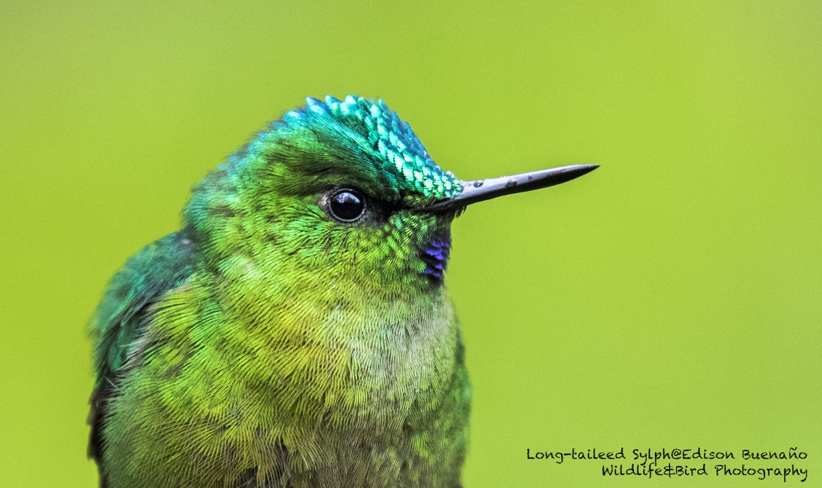 Long-tailed Sylph - ML620598208
