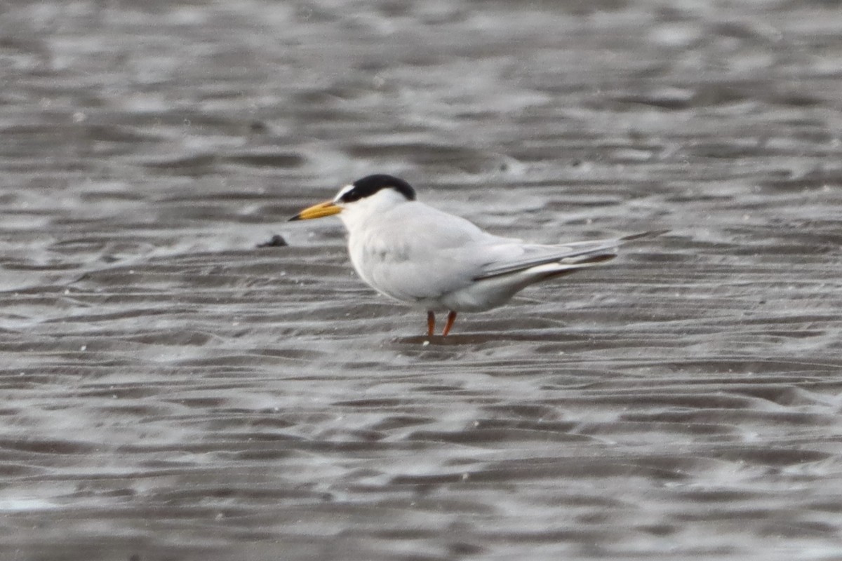 Little Tern - ML620598216