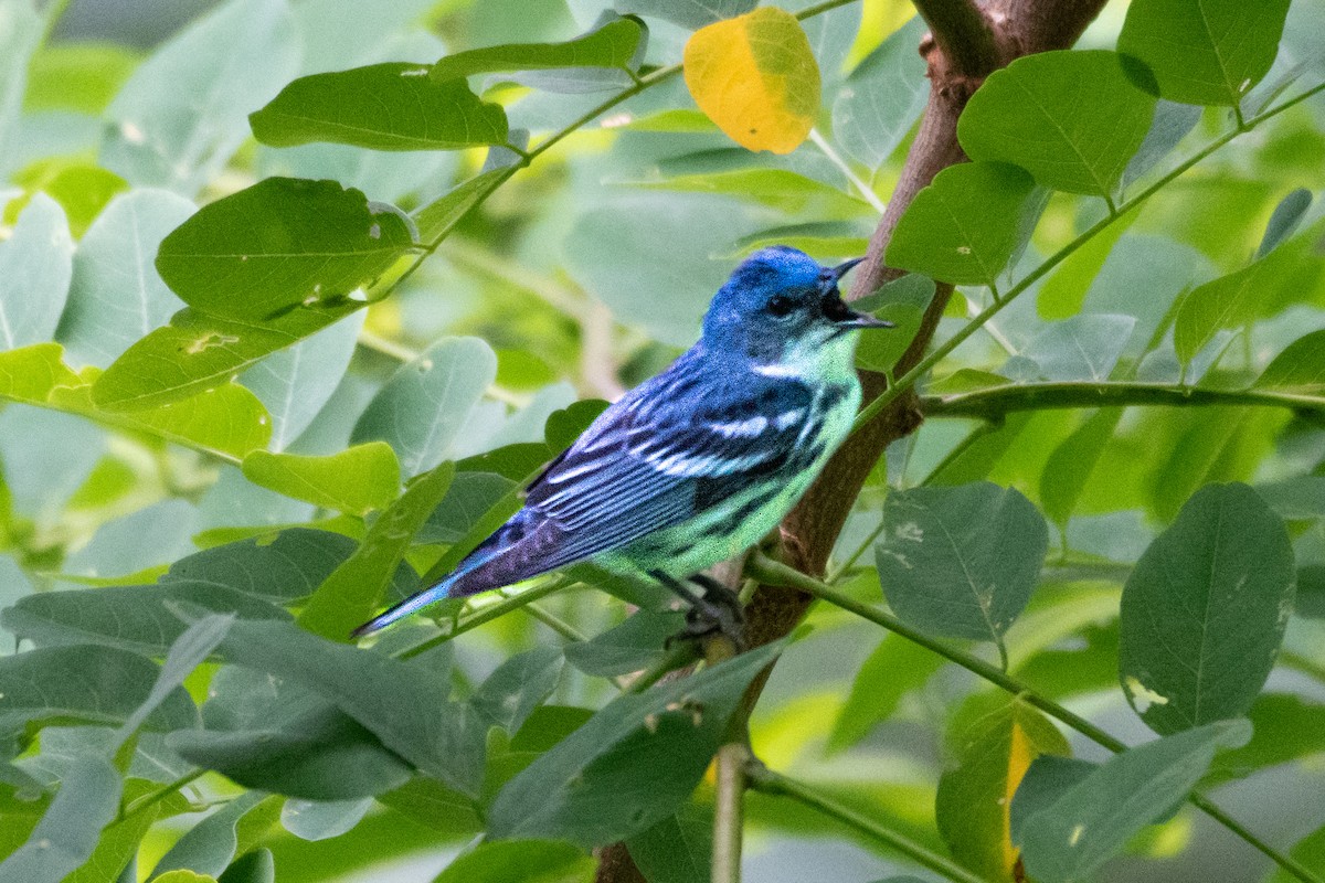 Cerulean Warbler - ML620598217