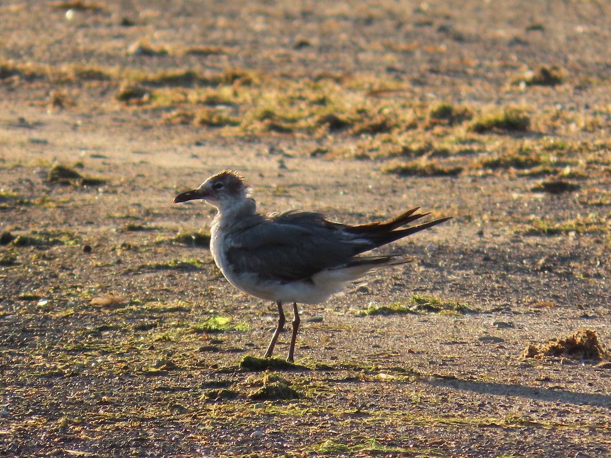 Aztekenmöwe - ML620598218