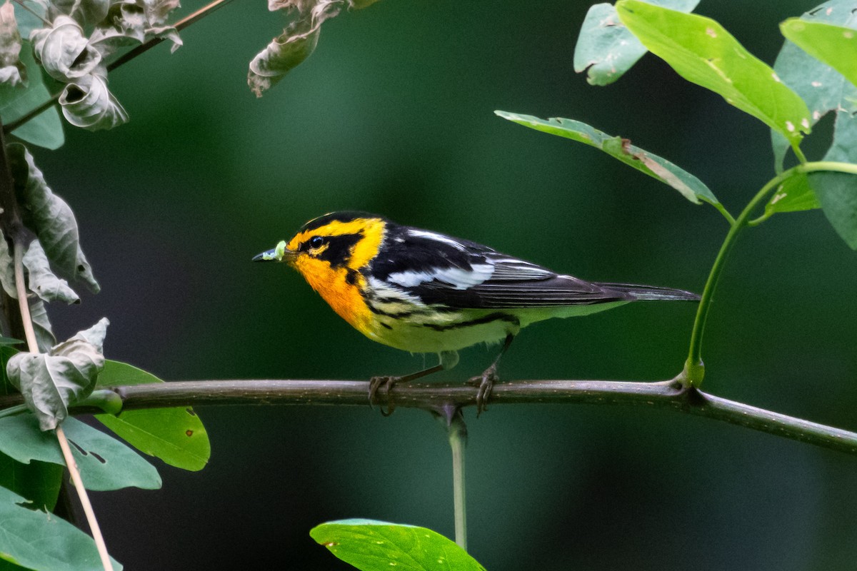 Blackburnian Warbler - ML620598221