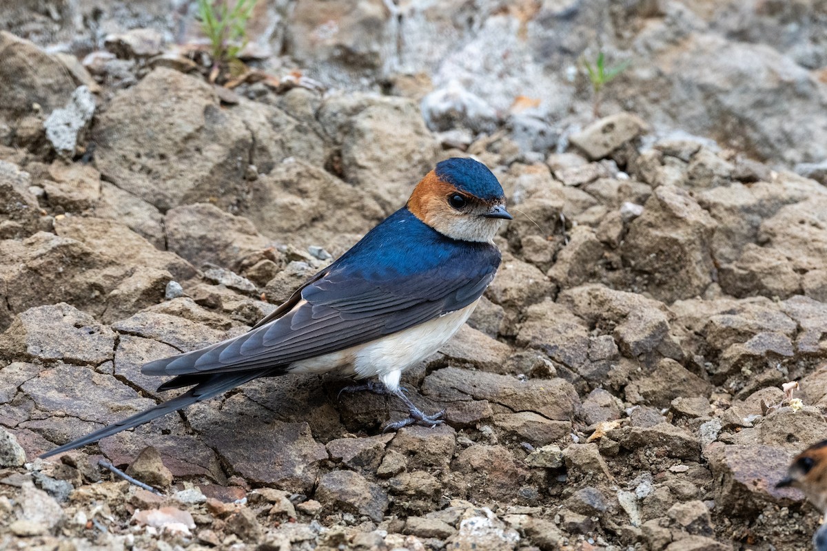 Red-rumped Swallow (Red-rumped) - ML620598222