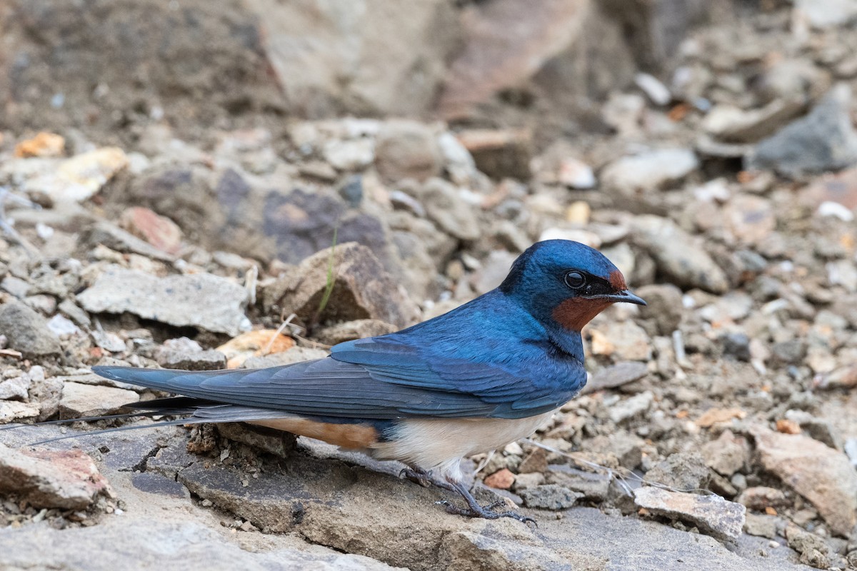 Barn Swallow - ML620598224