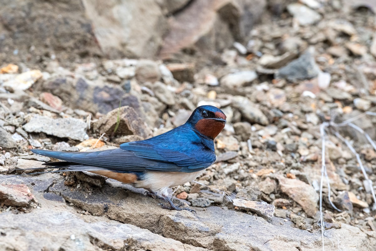 Barn Swallow - ML620598225