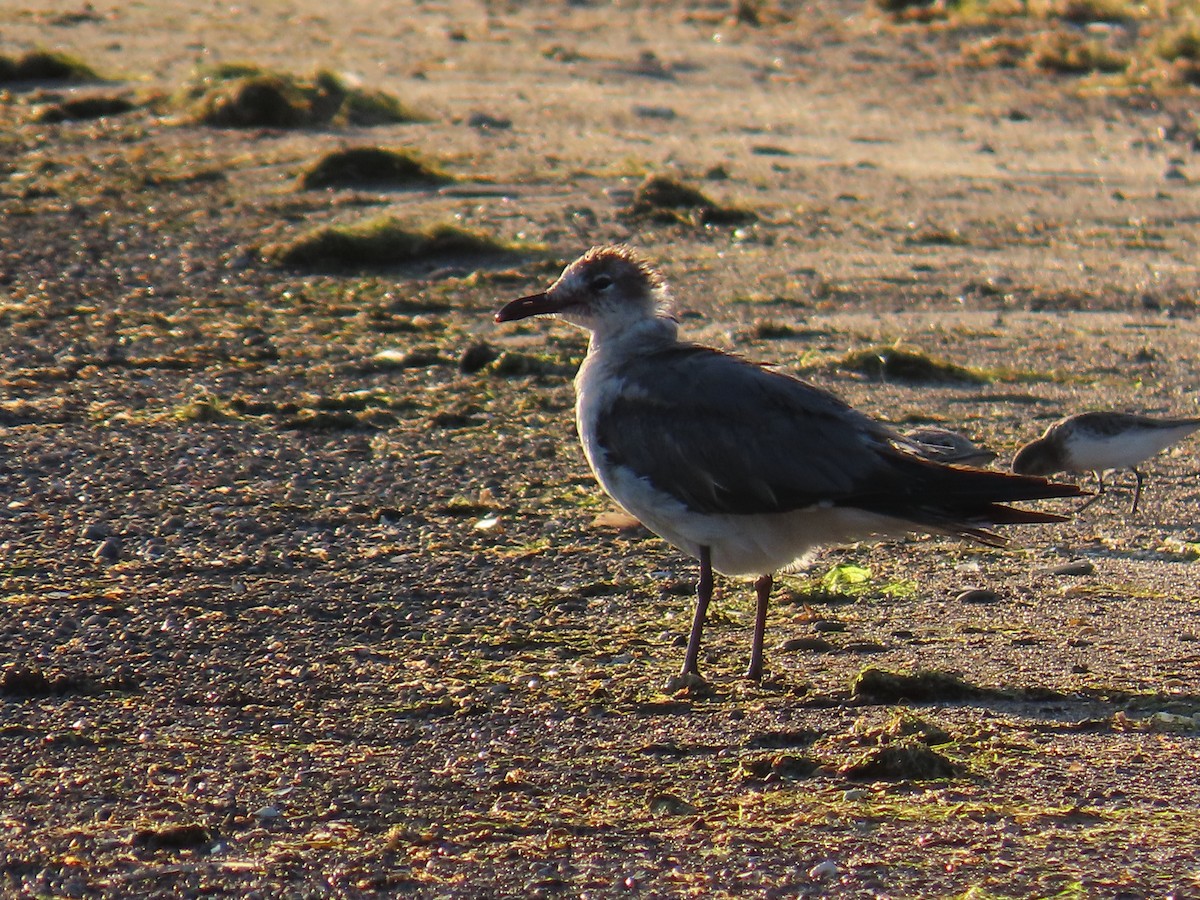 Mouette atricille - ML620598227