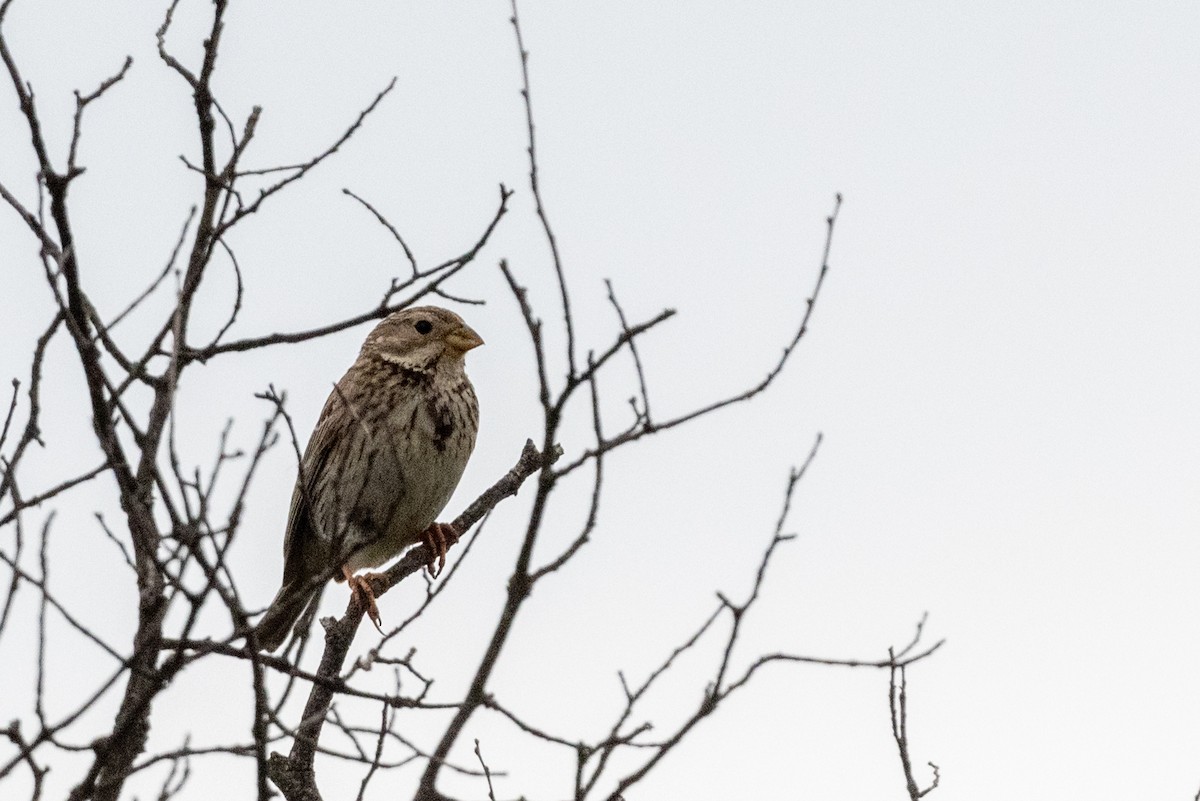 Corn Bunting - Hans Norelius