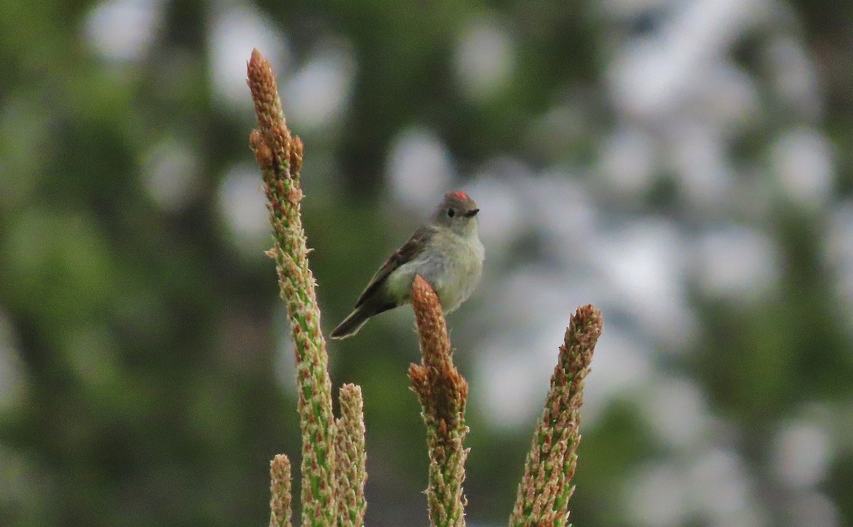 Ruby-crowned Kinglet - ML620598232