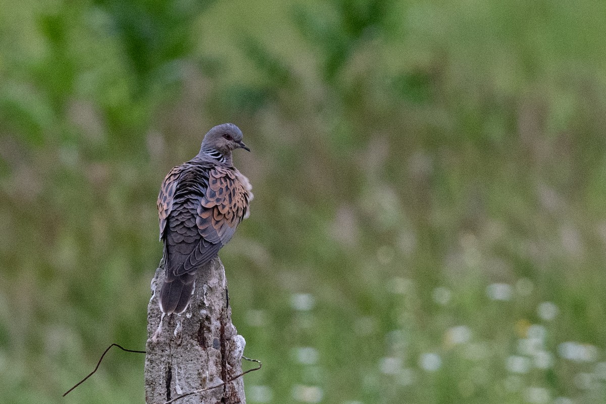 European Turtle-Dove - ML620598234