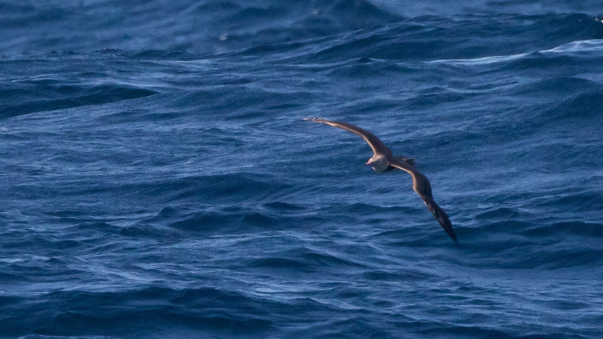 Red-footed Booby - ML620598235