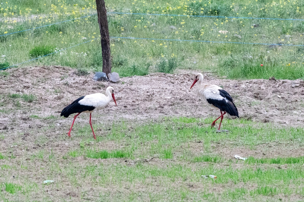 White Stork - ML620598237