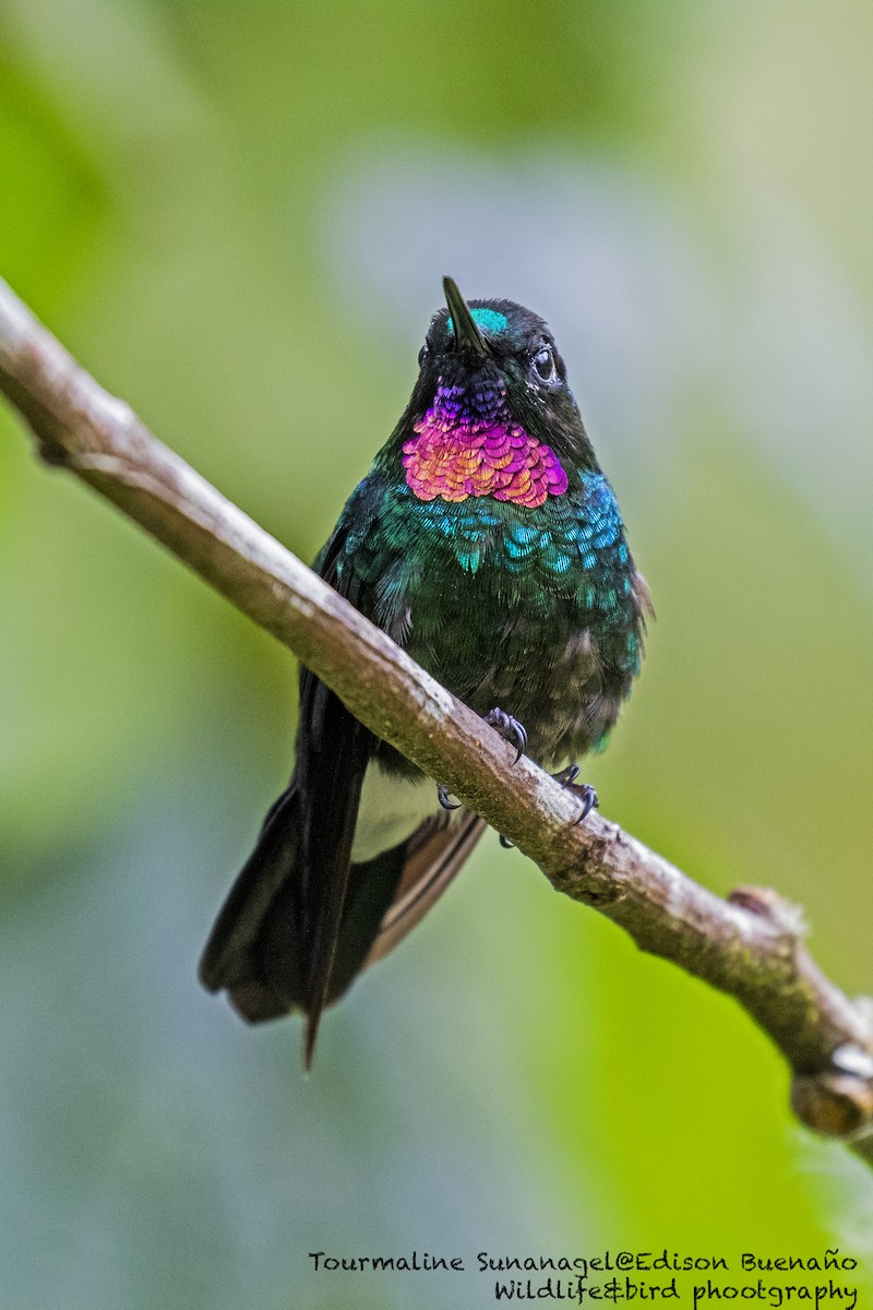 kolibřík turmalinový - ML620598239