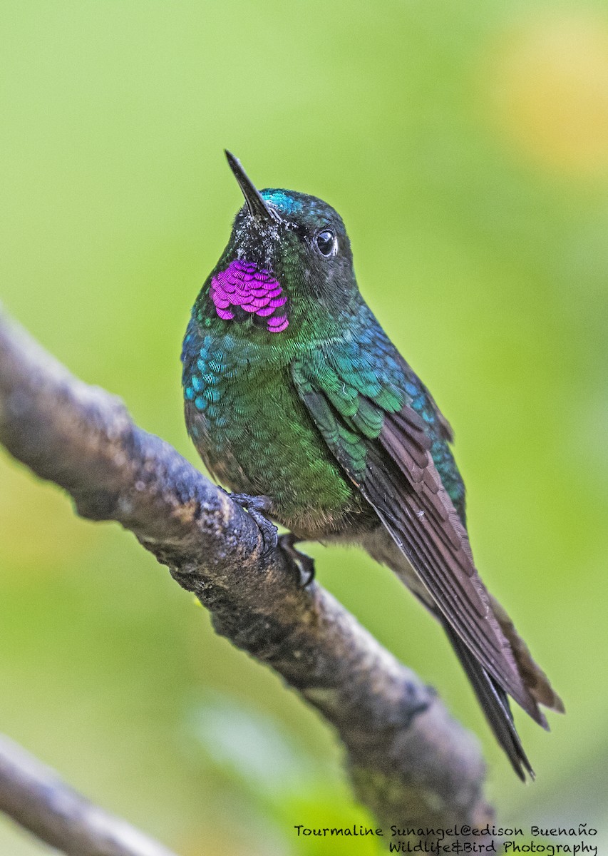 kolibřík turmalinový - ML620598240