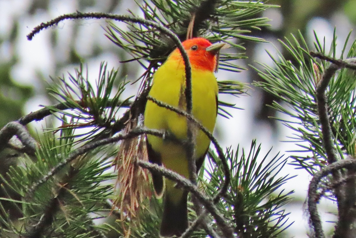 Western Tanager - ML620598241