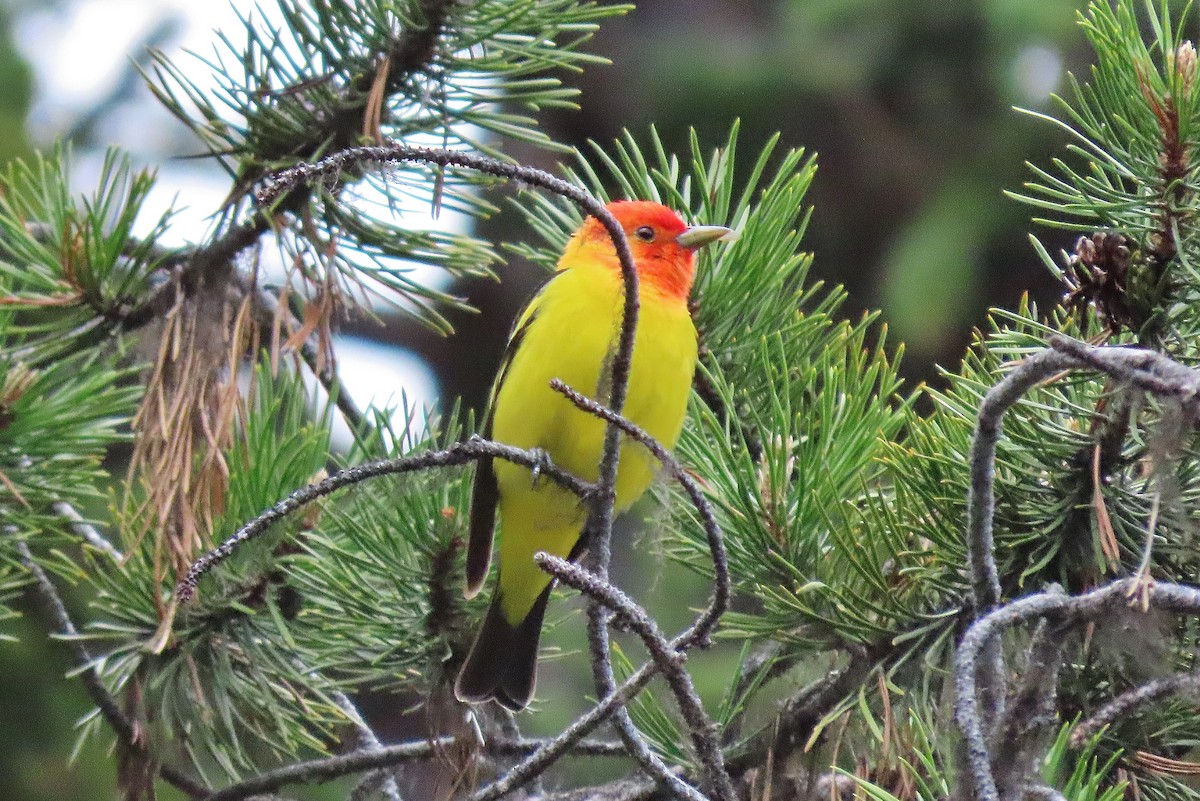 Western Tanager - ML620598242