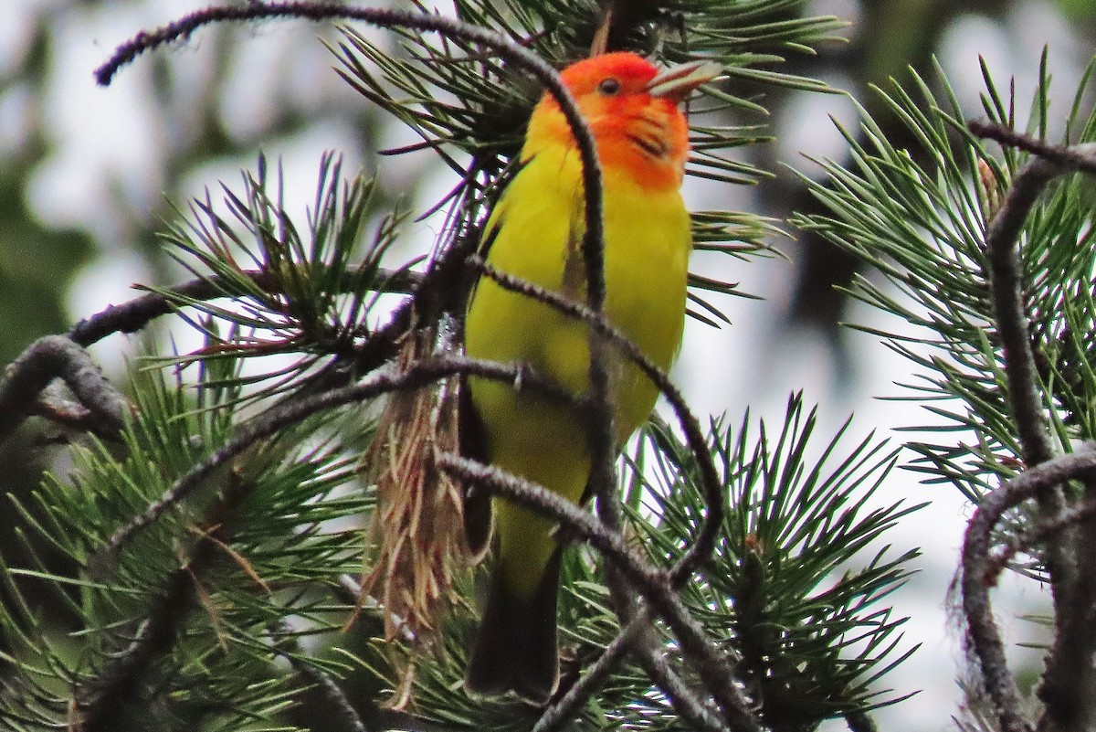 Western Tanager - ML620598243