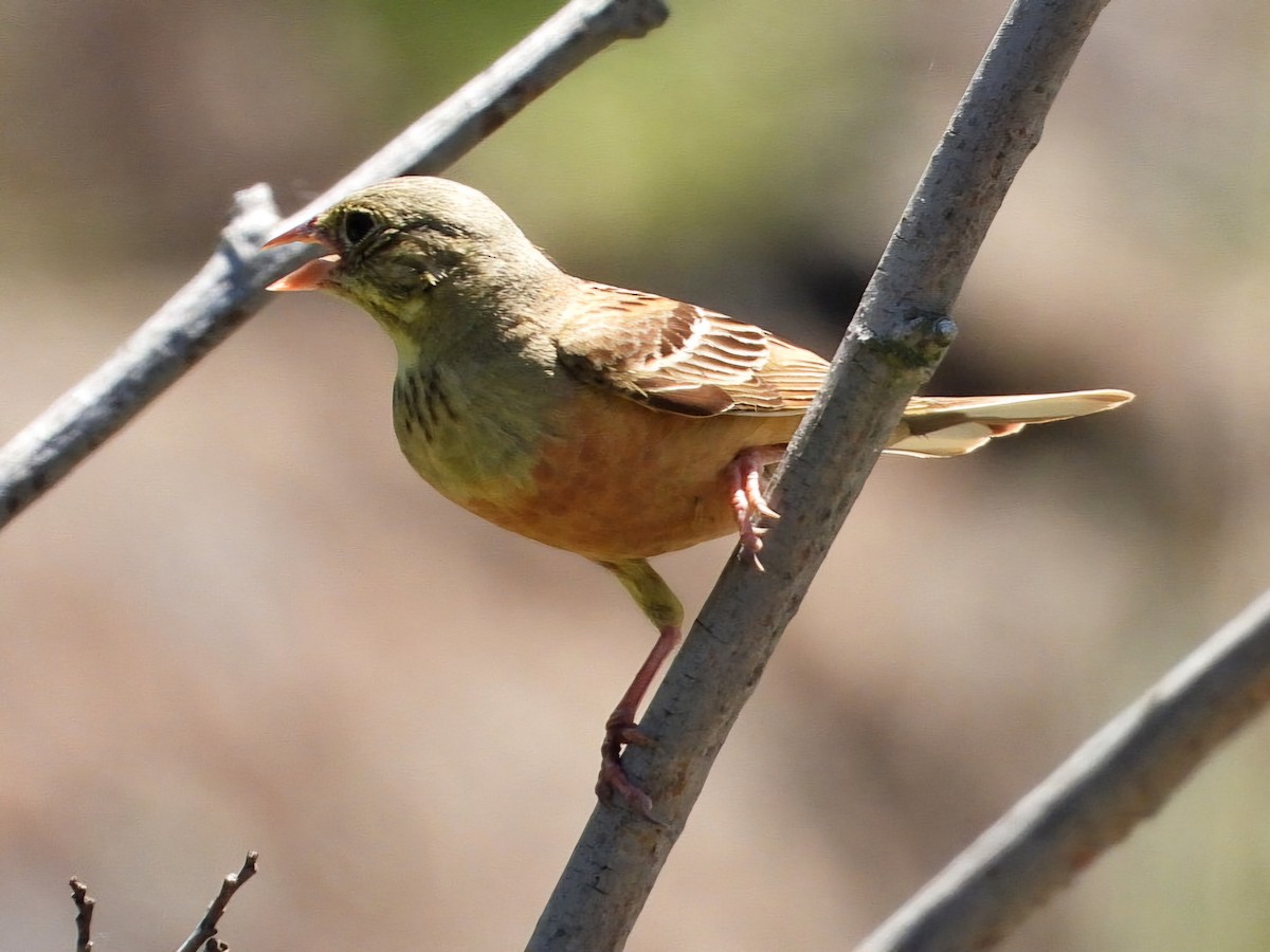 Ortolan Bunting - ML620598247