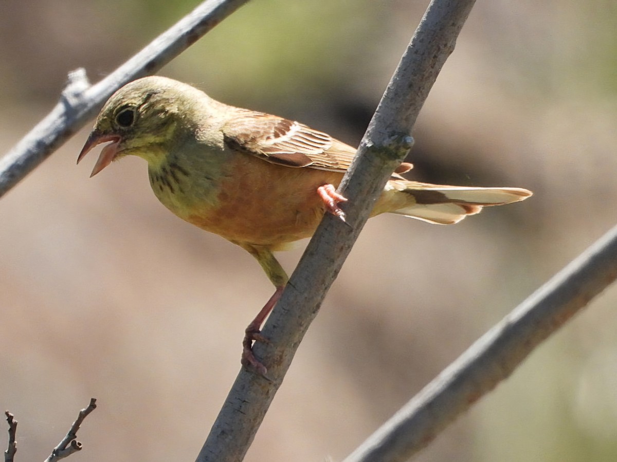 Ortolan Bunting - ML620598248