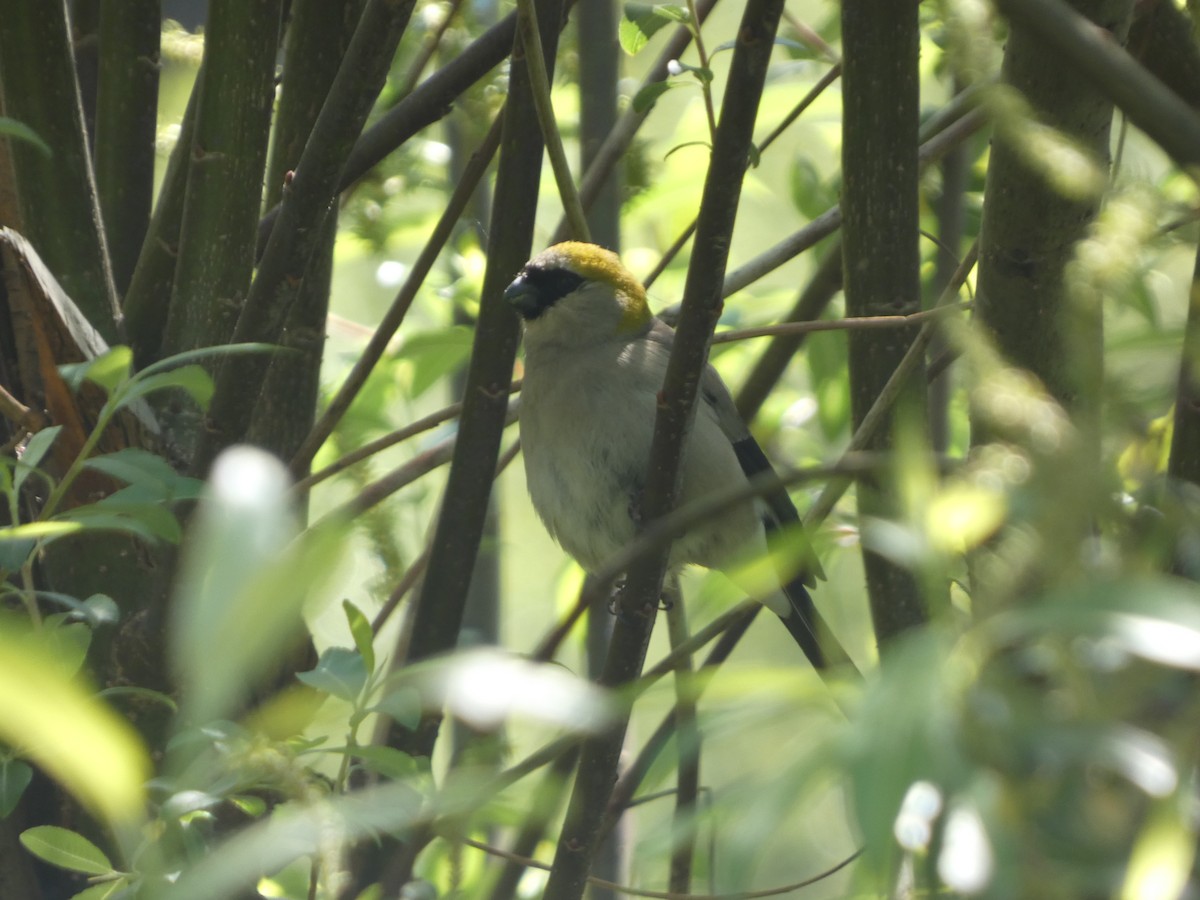 Red-headed Bullfinch - ML620598259