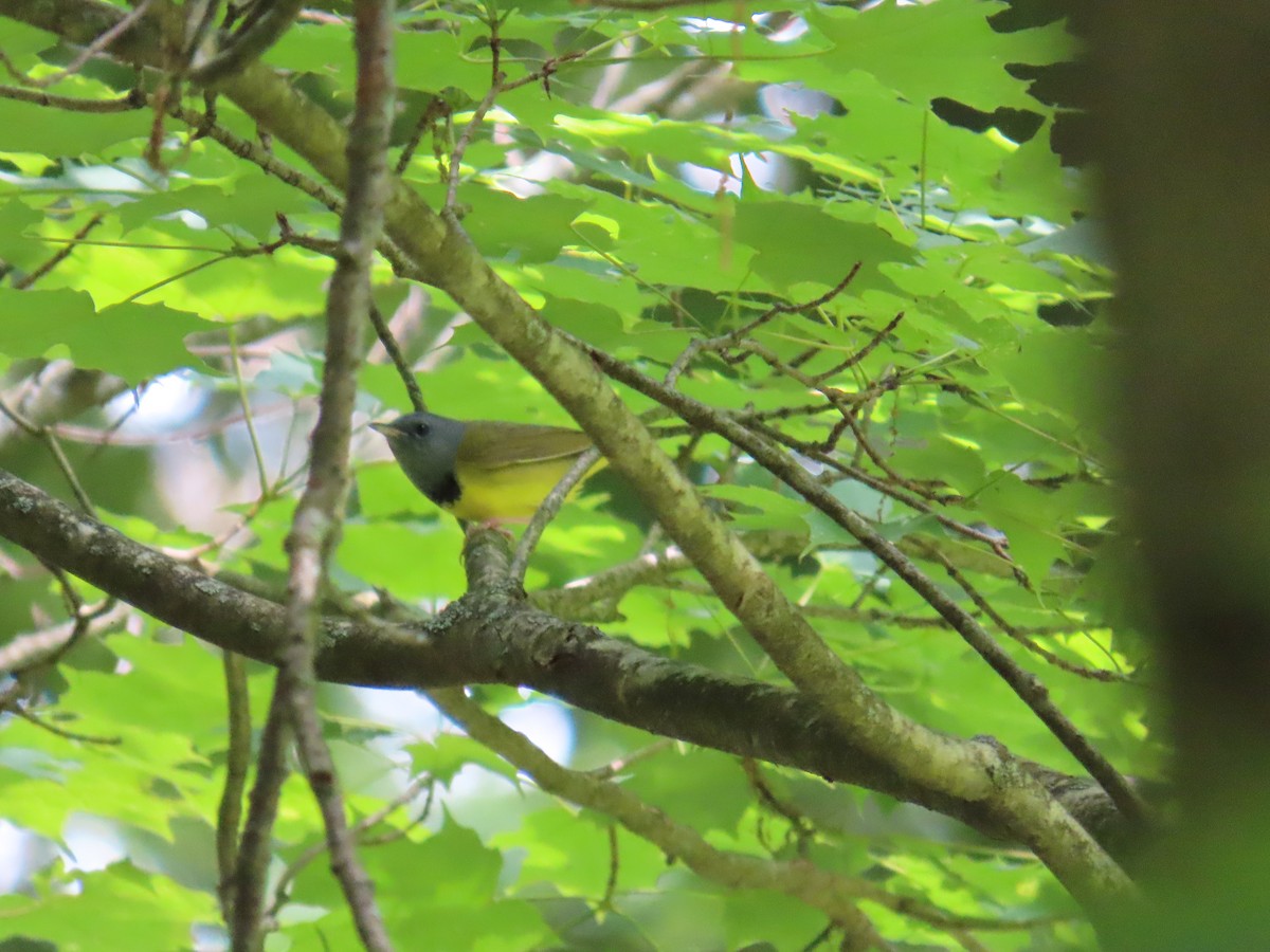 Mourning Warbler - ML620598261