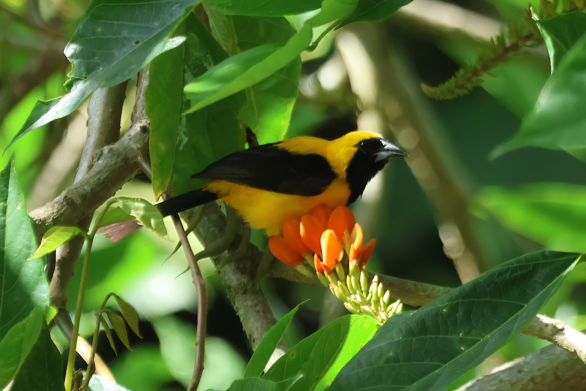 Yellow-backed Oriole - ML620598265