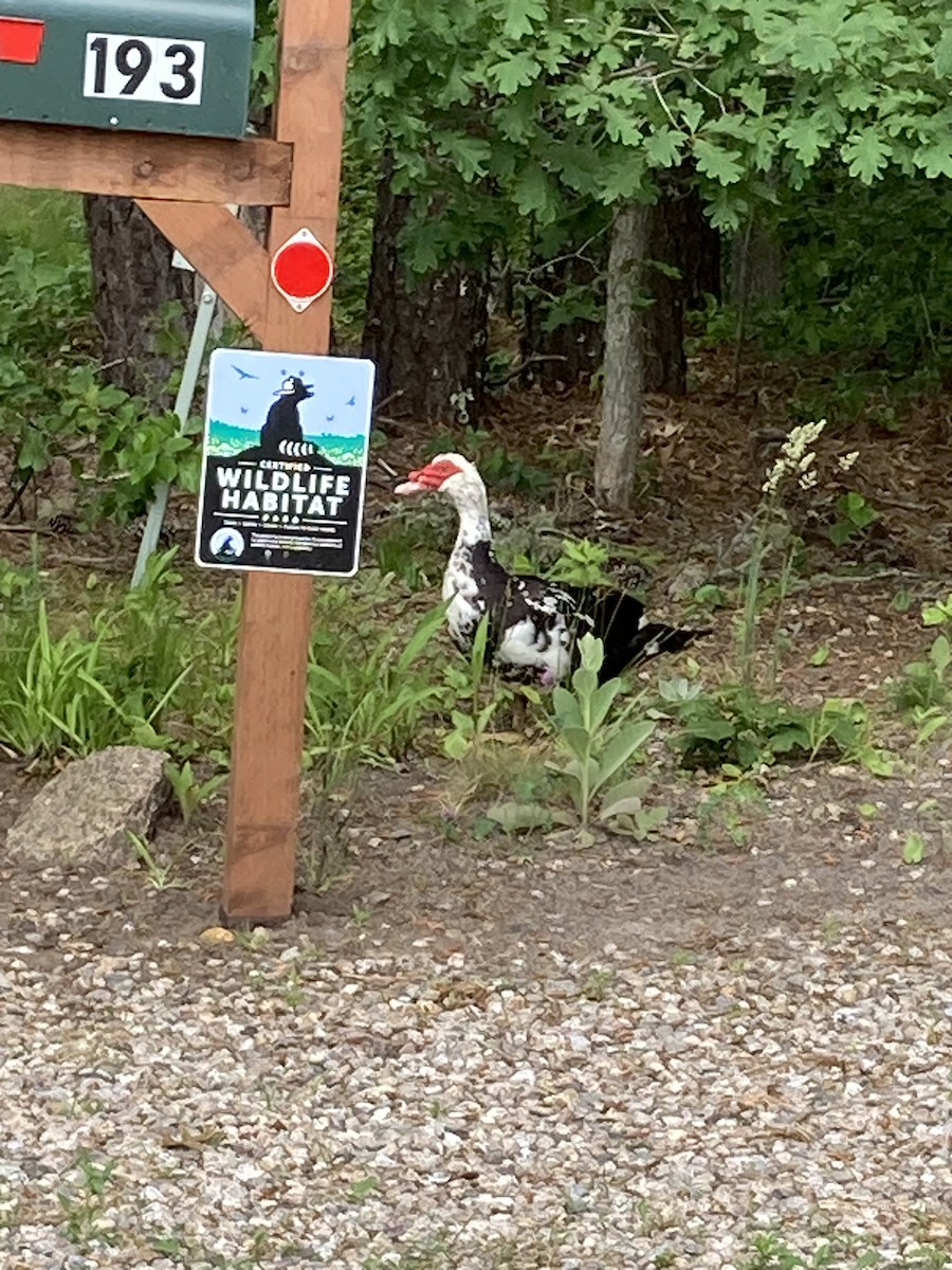 Muscovy Duck (Domestic type) - ML620598267