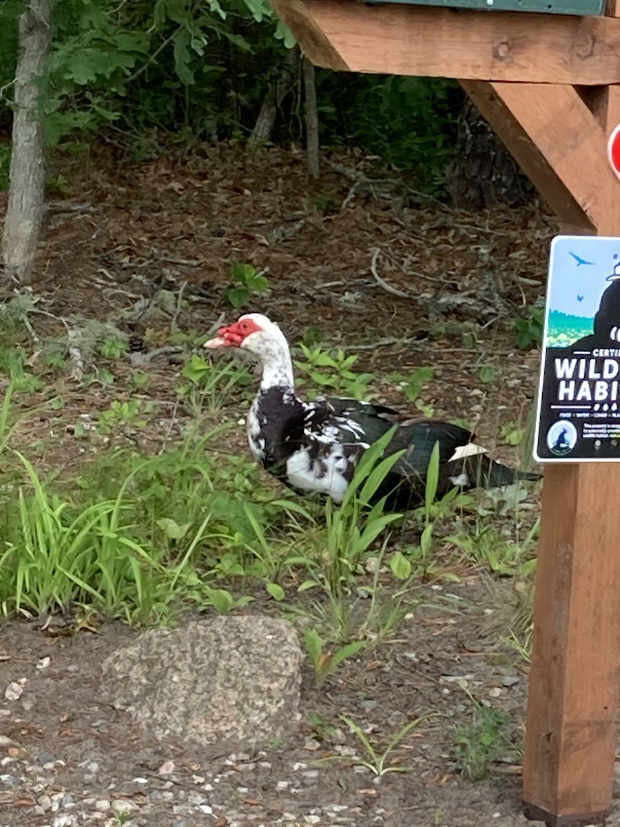 Muscovy Duck (Domestic type) - ML620598269