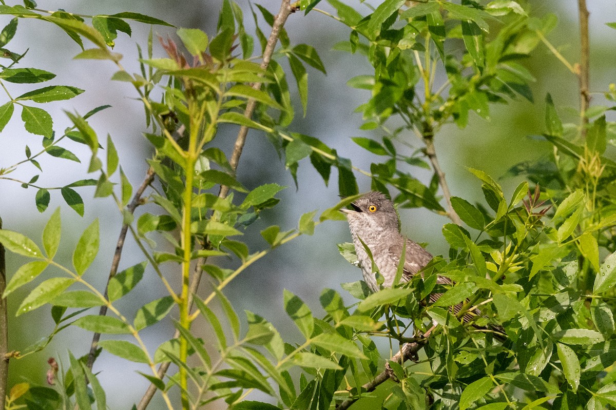 Barred Warbler - ML620598273