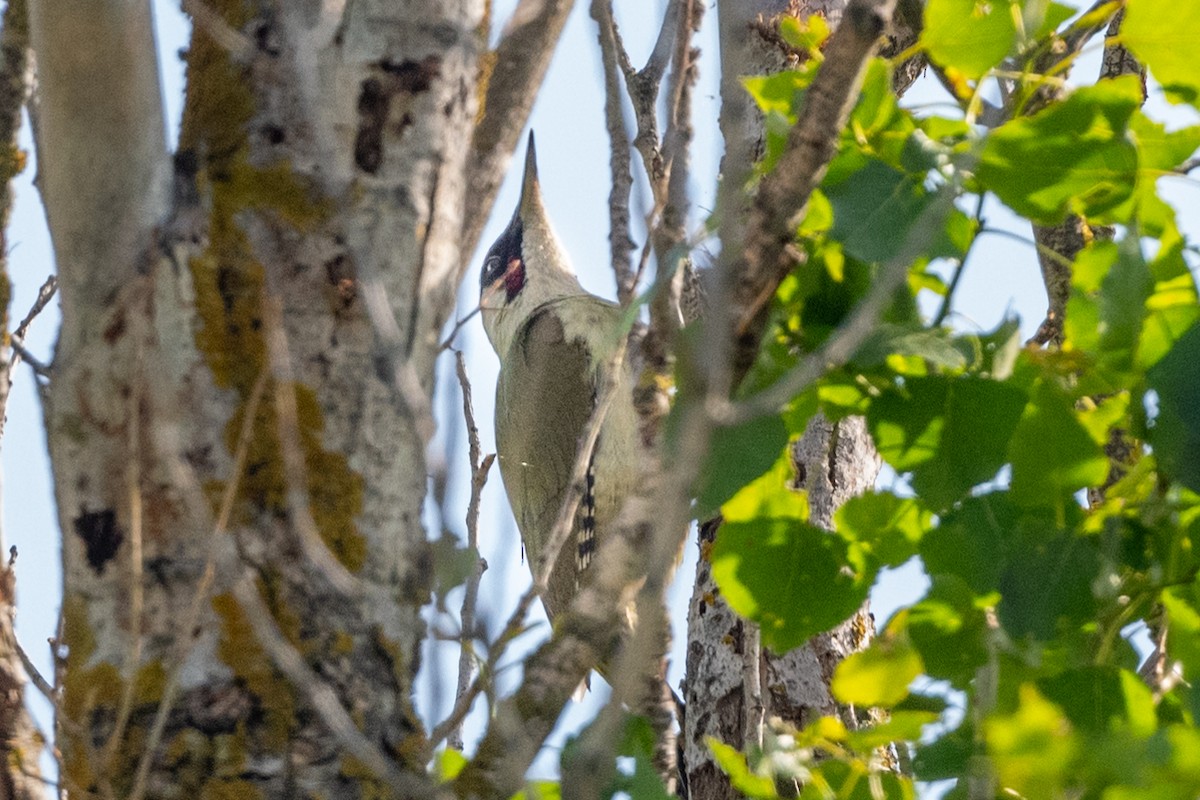 Eurasian Green Woodpecker - ML620598277