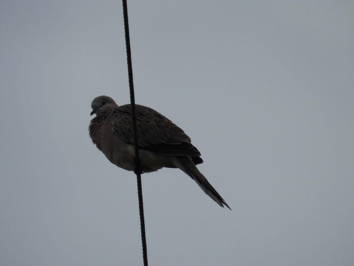 Spotted Dove - ML620598278