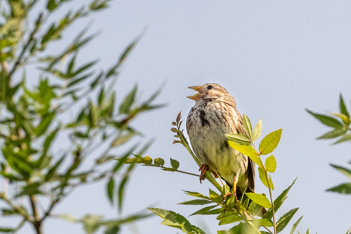 Corn Bunting - ML620598279