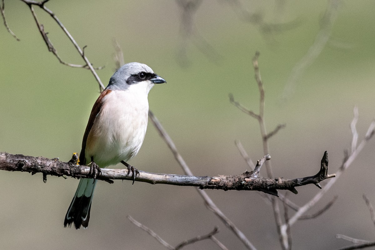 Red-backed Shrike - ML620598280