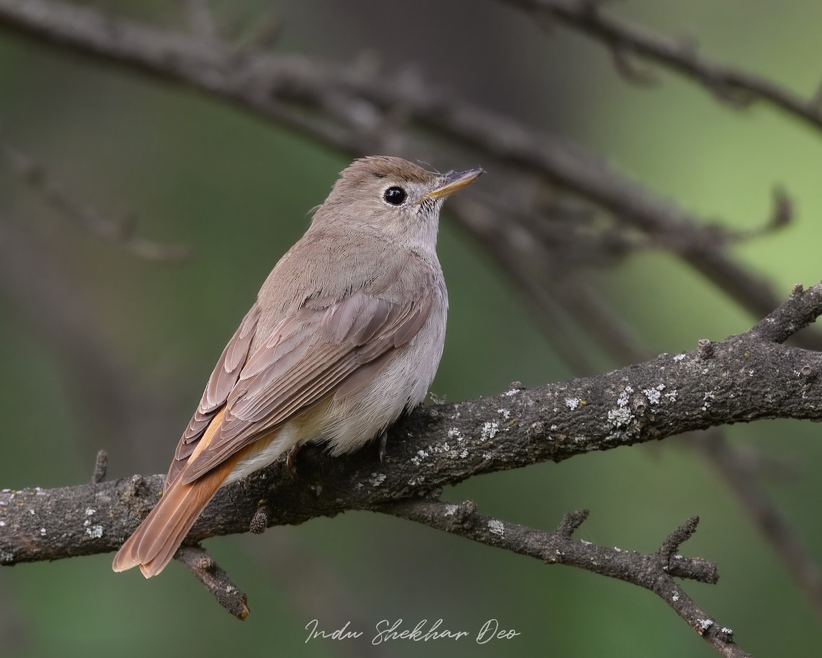 Rusty-tailed Flycatcher - Indu Shekhar Deo