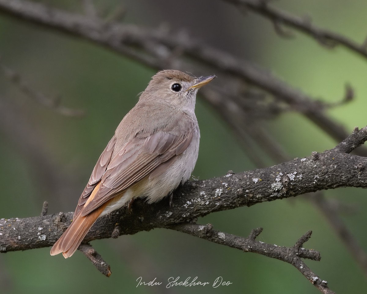 Rusty-tailed Flycatcher - ML620598283