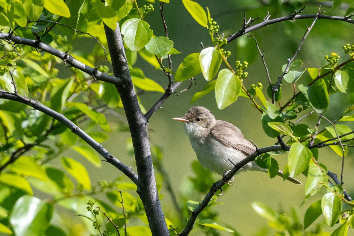 Eastern Olivaceous Warbler - ML620598284