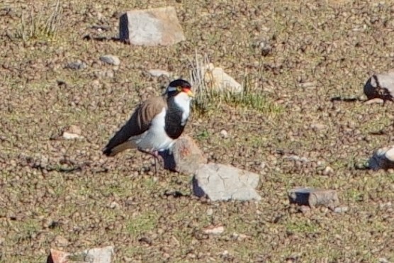 Banded Lapwing - ML620598287