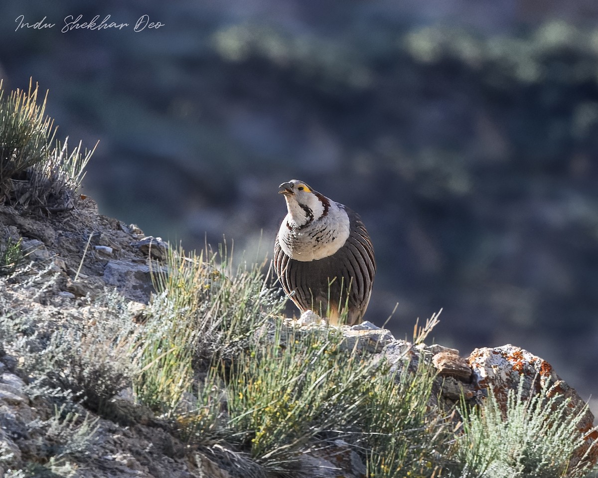 Himalayan Snowcock - ML620598294