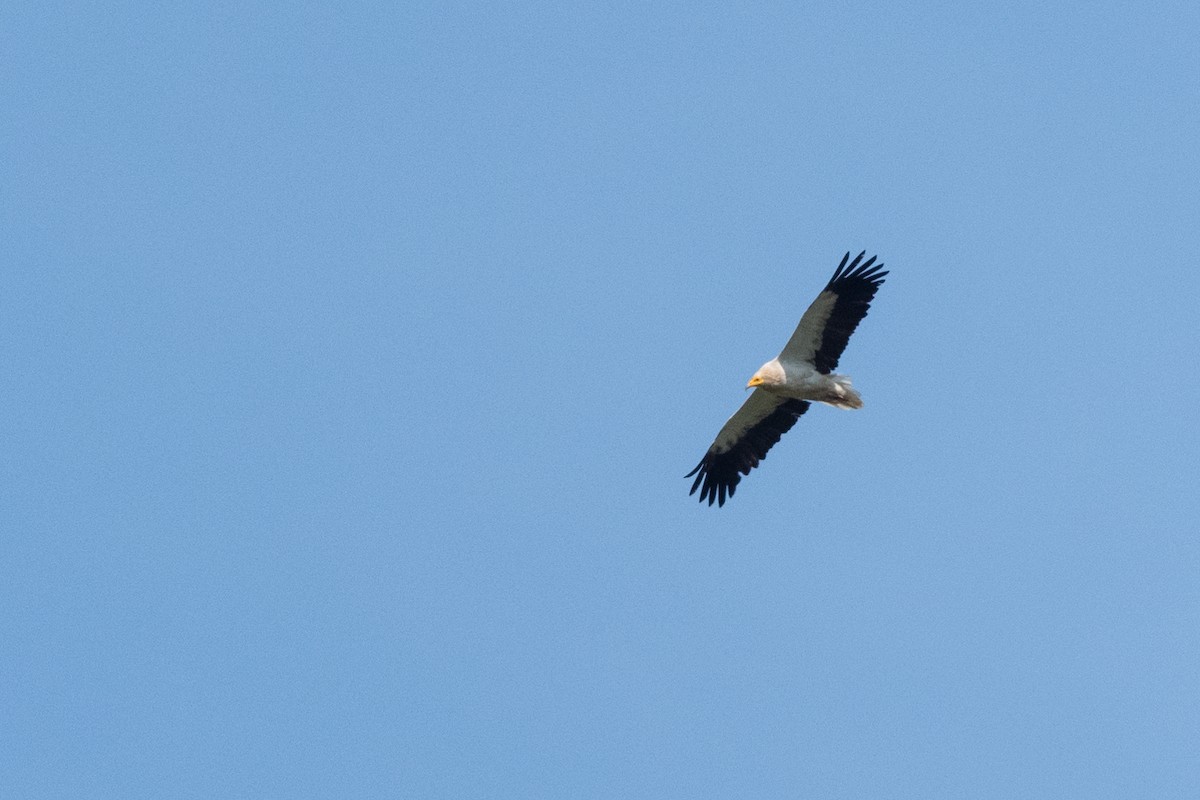 Egyptian Vulture - ML620598295