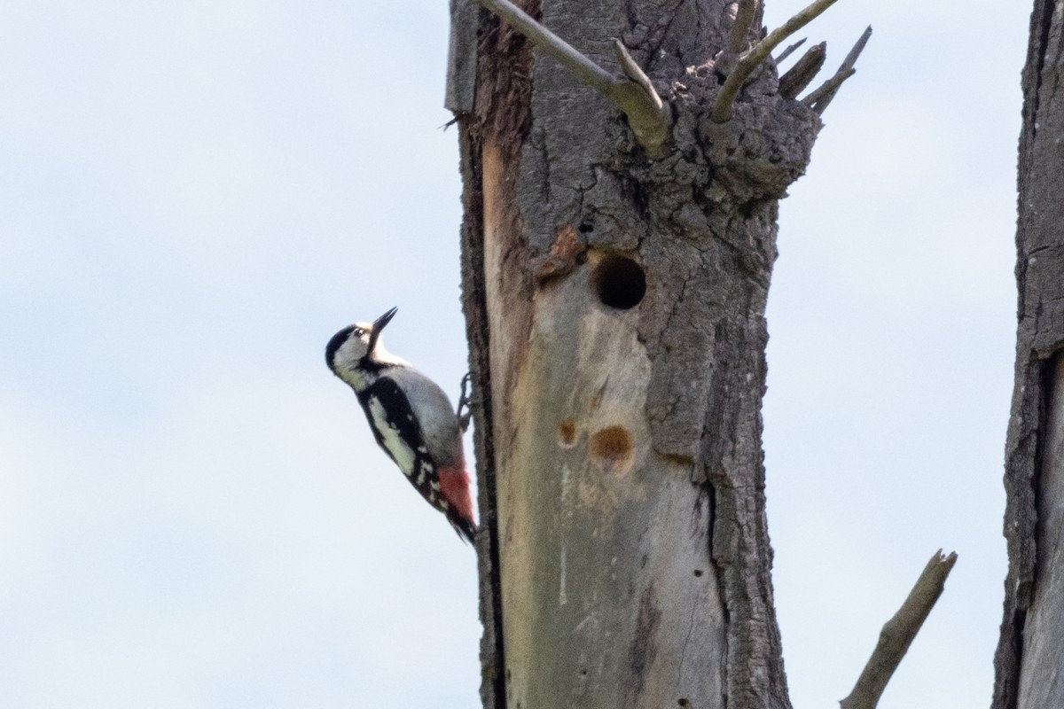 Syrian Woodpecker - ML620598296