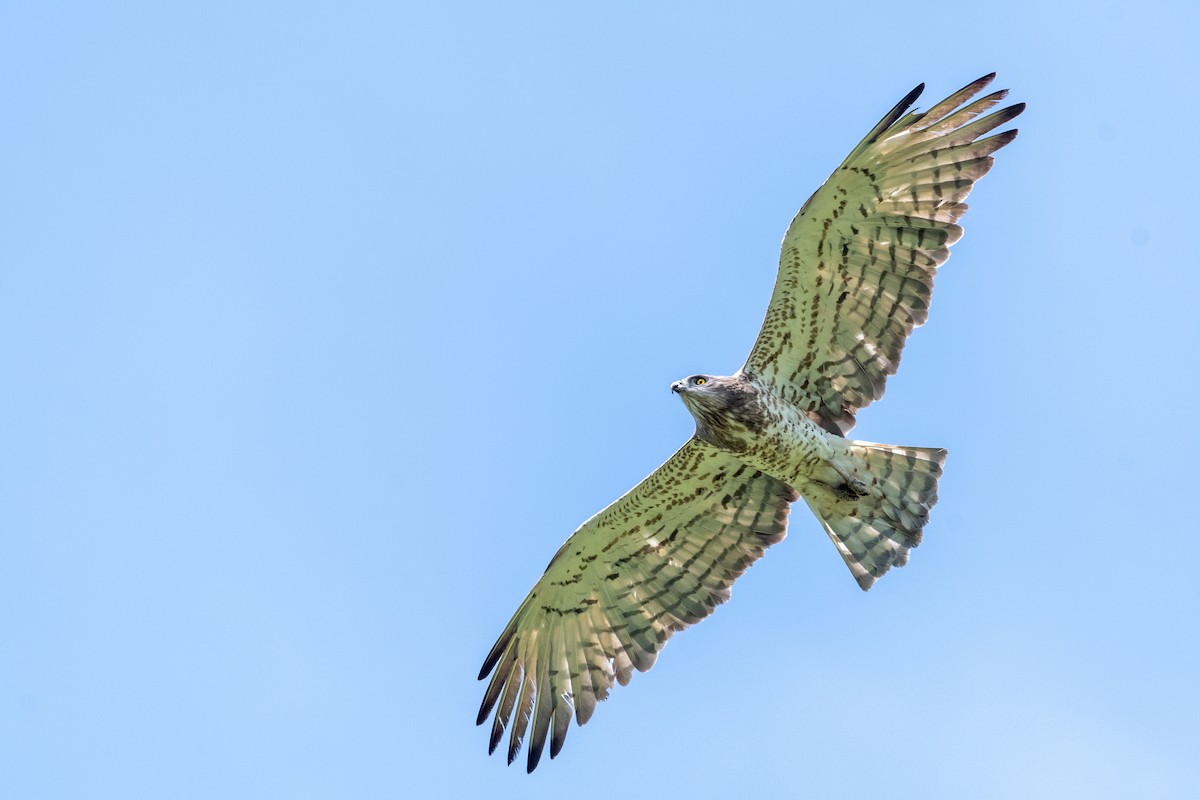 Short-toed Snake-Eagle - ML620598299